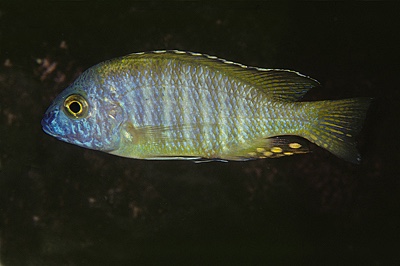 Aulonocara gertrudae 'Narungu'